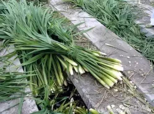 车坊，遗忘的边缘！