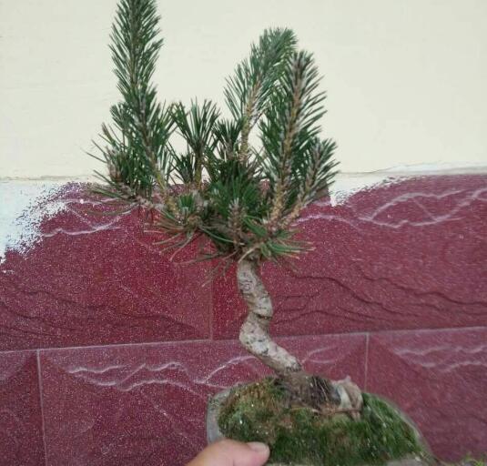 单杆式文人型精品黑松盆景 (黑松盆景用深盆还是用浅盆)