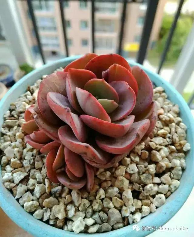 遇见多肉作品,和多肉邂逅的时光