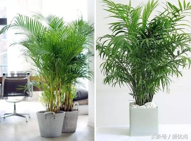 凤尾竹叶尖变黄发干怎么挽救,凤尾竹叶尖发黑变干怎么办