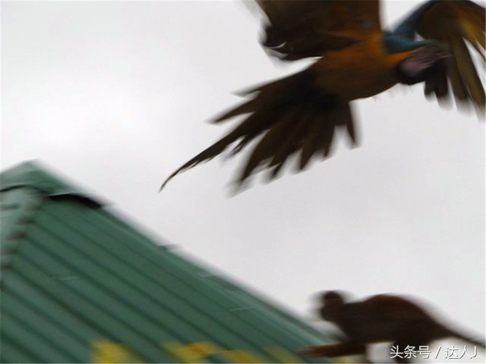 达人J：巴西的盛宴