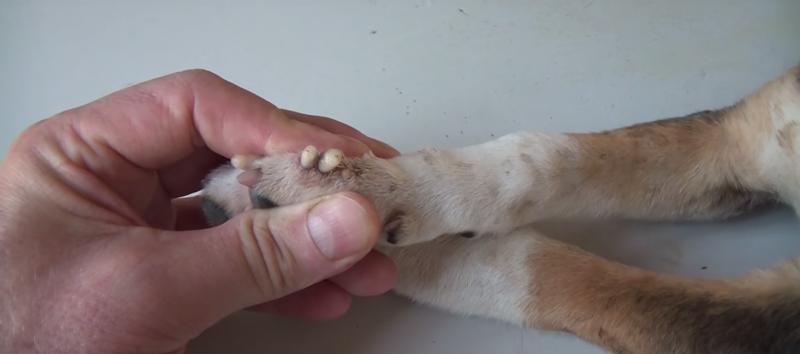 可怜的小狗被寄生虫寄生了,寄生虫强行控制宿主