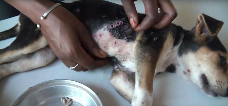 可怜的小狗被寄生虫寄生了,寄生虫强行控制宿主