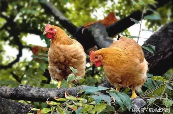 杭州手打抹茶冰淇淋,夏天必不可少的抹茶冰淇淋