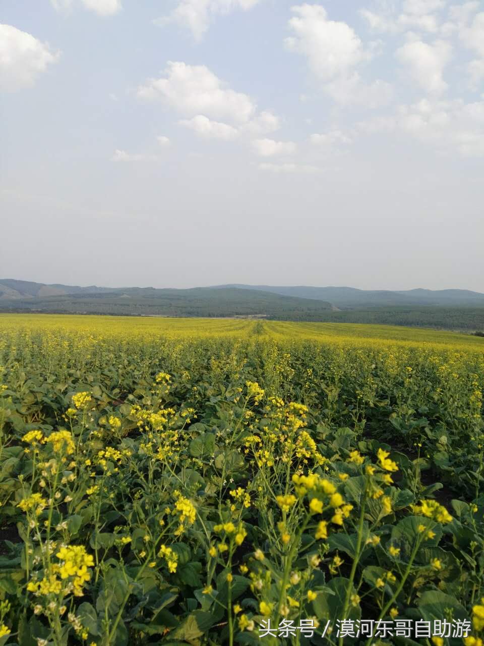 呼伦贝尔漠河旅游攻略夏季,呼伦贝尔漠河环线自由行
