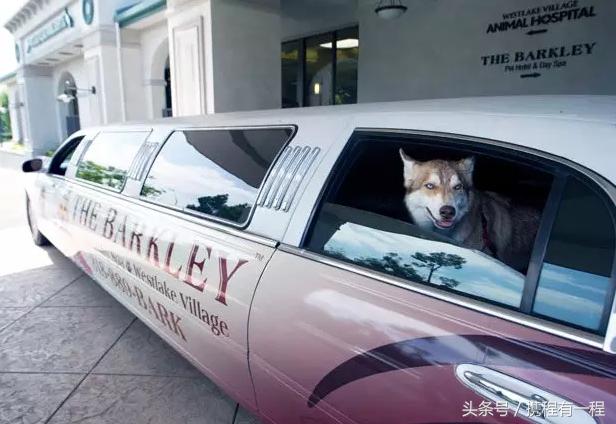 王思聪可以带狗上飞机吗 (王思聪飞机可以带狗吗)