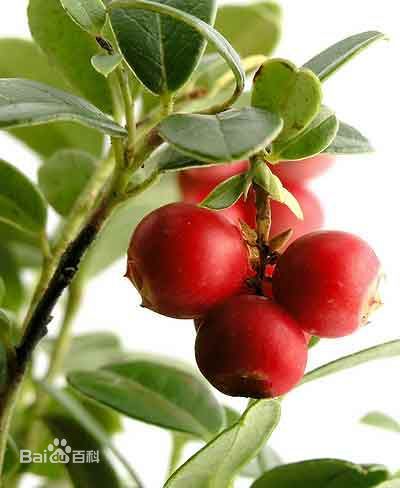 吃什么可以预防尿道感染,吃什么可以预防尿路感染