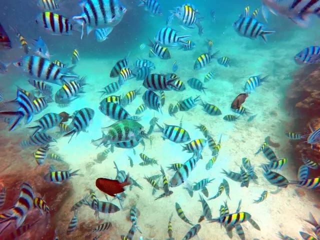 三亚潜水避坑攻略,三亚潜水新技巧