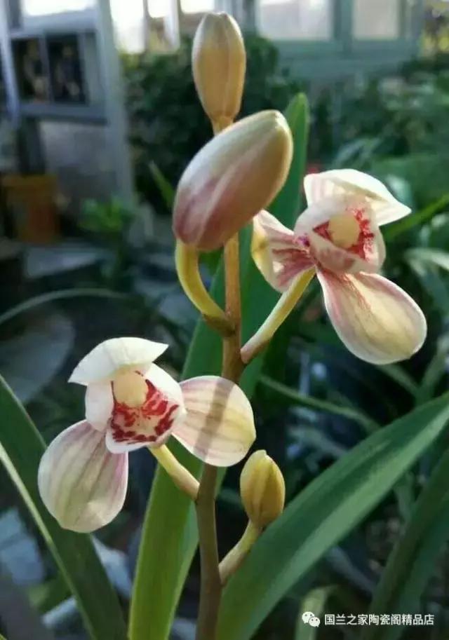 春兰和蕙兰莲瓣,蕙兰带花苞的兰花怎样上盆