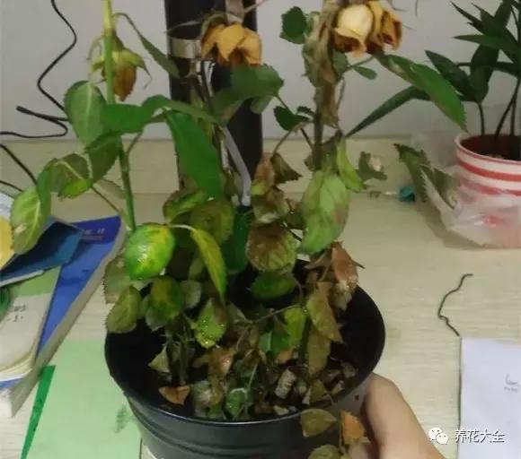 植物起死回生 (让植物起死回生的小妙招)