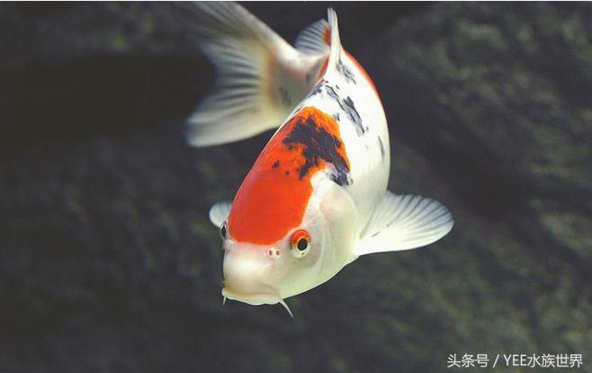 饲养锦鲤需要注意哪些细节和技巧,饲养锦鲤小妙招大全图解