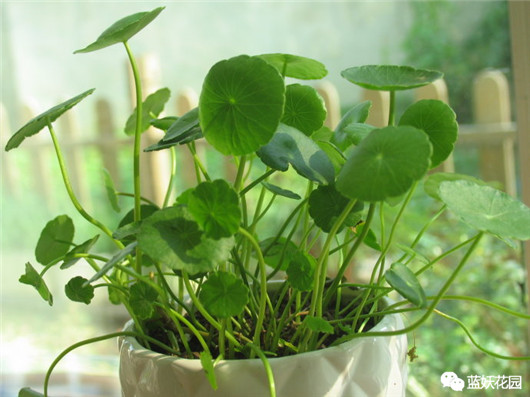 发财树的栽培与君子兰管理,发财树和君子兰可以放在阳光下吗