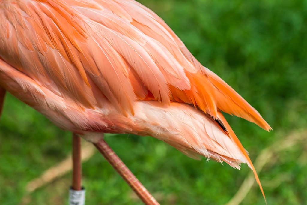 鐏儓楦熺潾姣涜啅瀵嗙⒊,鐏儓楦熺粏寰潾姣涜啅