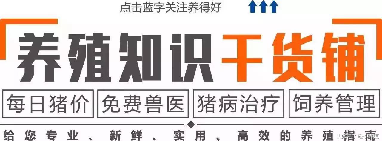 荷叶、绿豆、蔬菜养猪有这些效果！