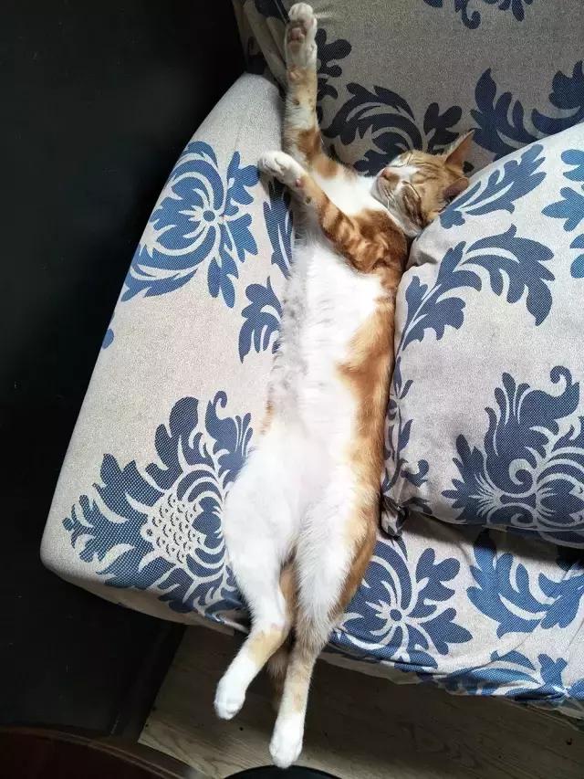 猫咪睡姿大作战,猫咪大字型睡姿图片