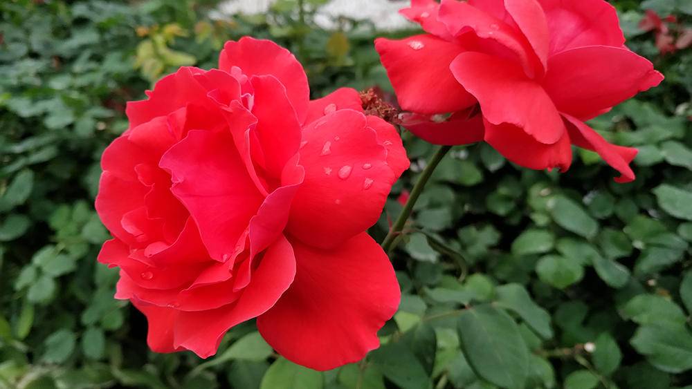 努比亚z17无边框怎么做到的,努比亚z17s评测视频