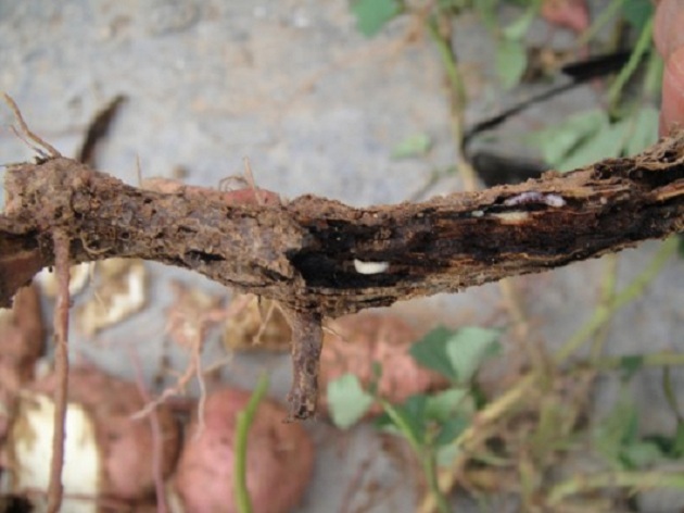 小时候奶奶跟我说这是甘薯“有风”很难吃，现在才知道这个小东西为害的