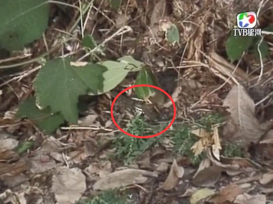 刑事侦缉档案3吕展眉杀爸爸,刑事侦缉档案第四部儿子被冤枉