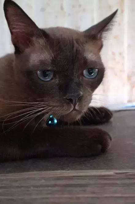 猫咪眼睑内翻解决办法,猫咪下眼睫毛内翻割眼皮后闭不上