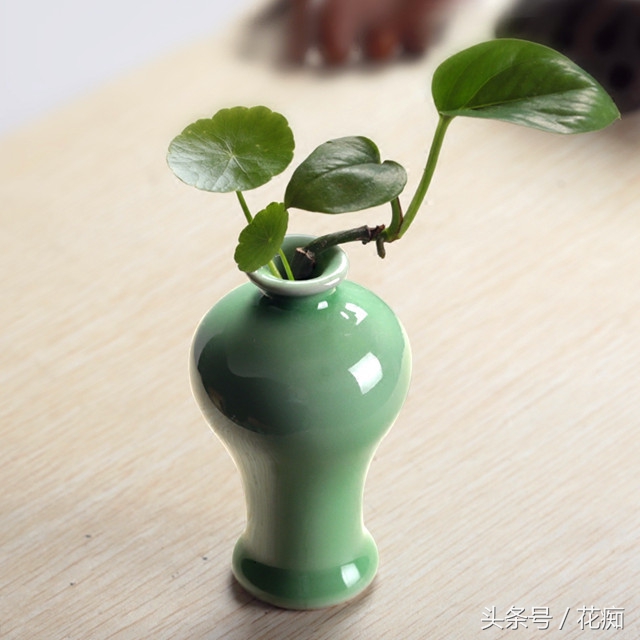 水培绿萝怎么养才能活得快,水培绿萝怎么做百分百能成功