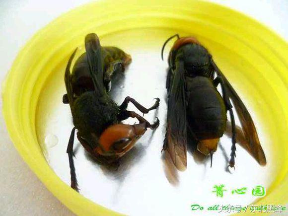 胡蜂种类名字图片大全,不同种类的黄脚胡蜂