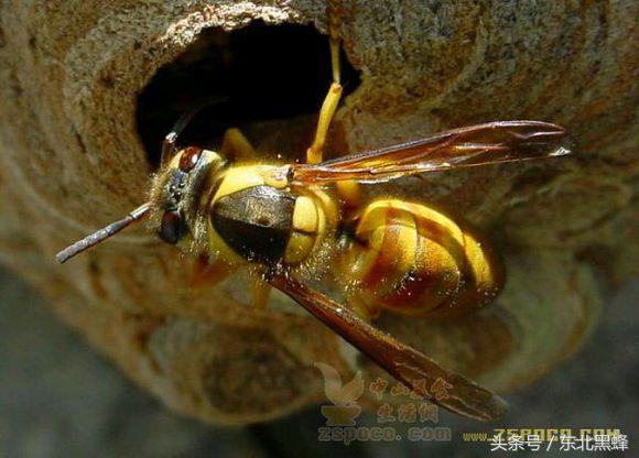 胡蜂种类名字图片大全,不同种类的黄脚胡蜂