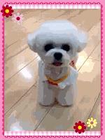 两只泰迪一红一灰,两只泰迪一蹦一跳