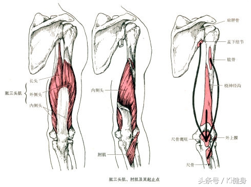 手臂肌肉解剖教学,手臂肌肉解剖讲解及画法