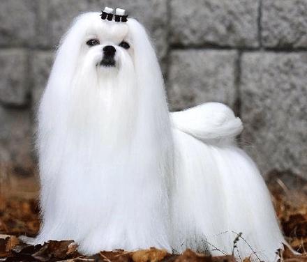 世上有多少种狗狗,世上有几种狗狗叫什么名字