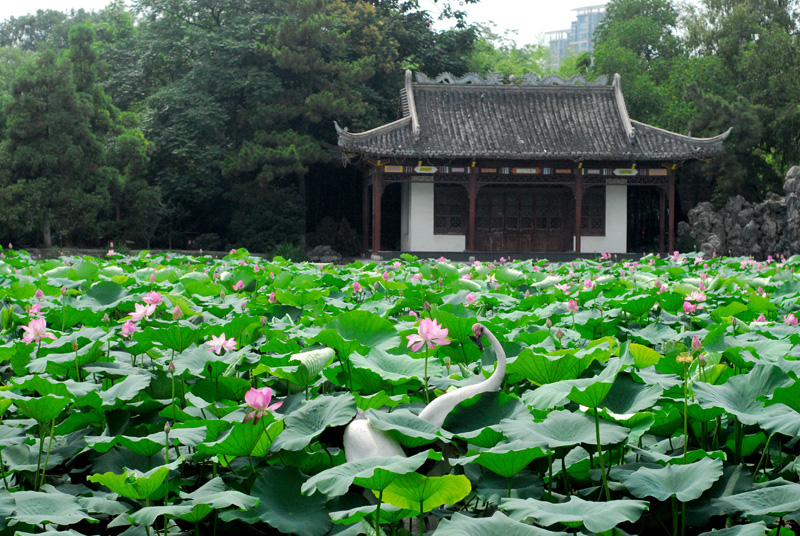 荷花和睡莲的区别在哪里,睡莲与荷花区别在什么地方