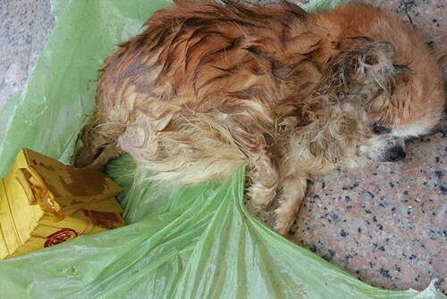 母狗怀孕胎死腹中,母狗怀孕被抛弃