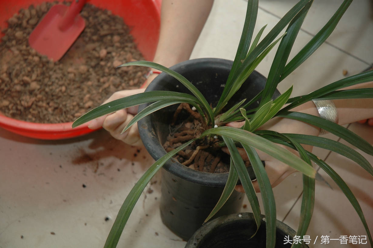 颗粒植料上盆养兰视频,滇西养兰人讲兰花上盆