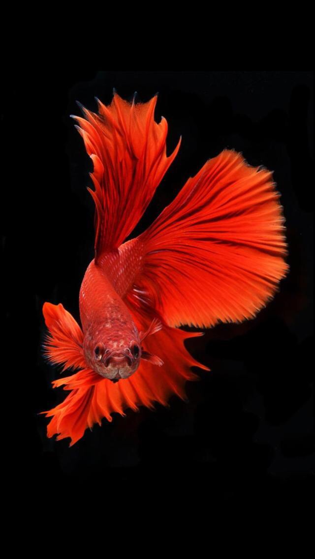 使用有锁机需要注意些什么,什么是有锁机小白篇