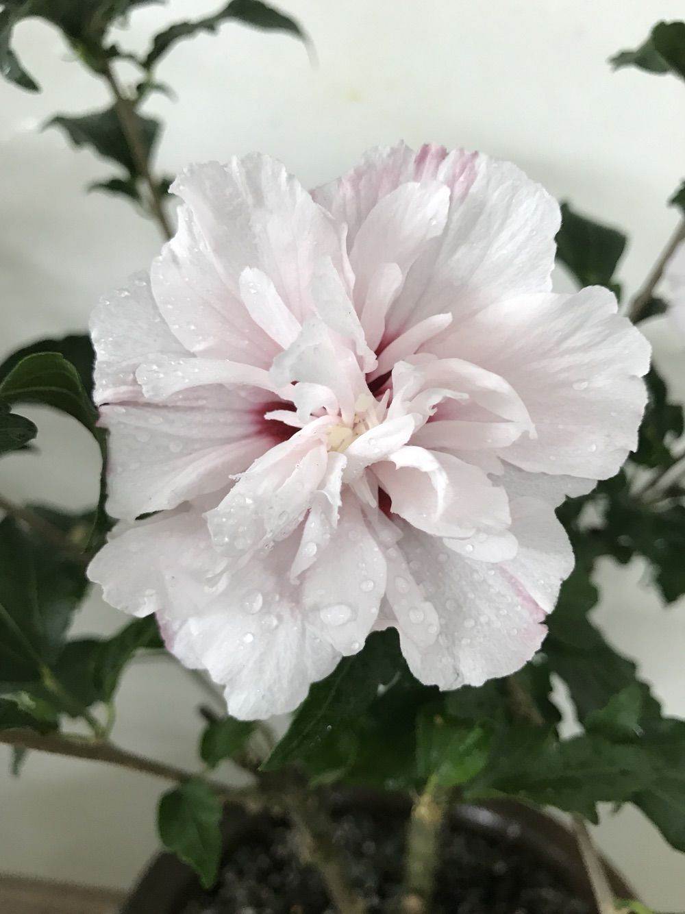 淡粉色木槿花美篇,分享木槿花之美图片