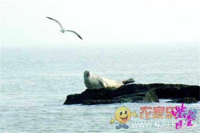 京津冀农家院详细攻略,紫塞大钦岛伟浩渔家乐