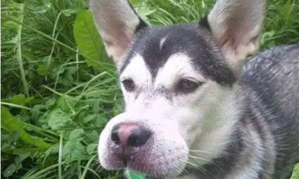 狗狗被蜂蛰了全身会肿吗,狗被蜜蜂蛰要去医院吗