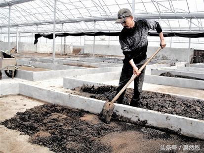 猪粪的环保处理技术,猪粪怎么处理不污染