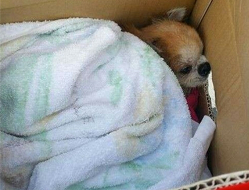 母狗正在生崽被人毒打,母狗怀孕胎死腹中