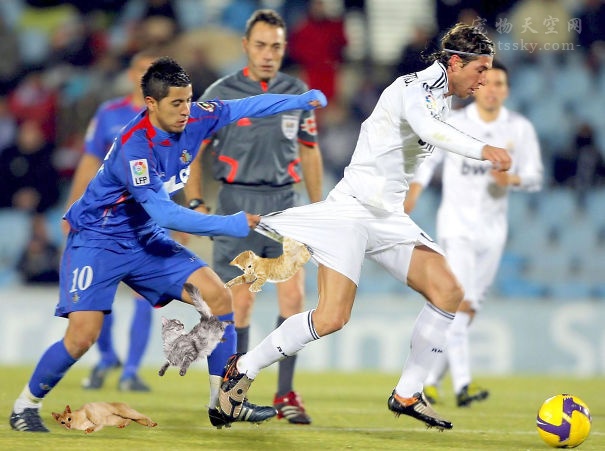 当把赛场上的足球PS成猫咪后，是不是有些搞笑？（12张）