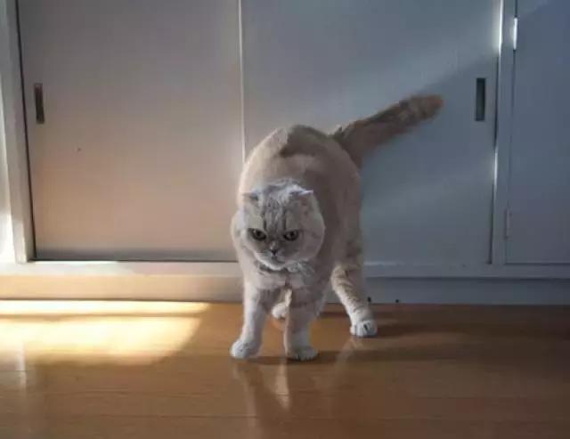 猫为什么不能摸小猫尾巴,大猫不给舔小猫屁股怎么回事