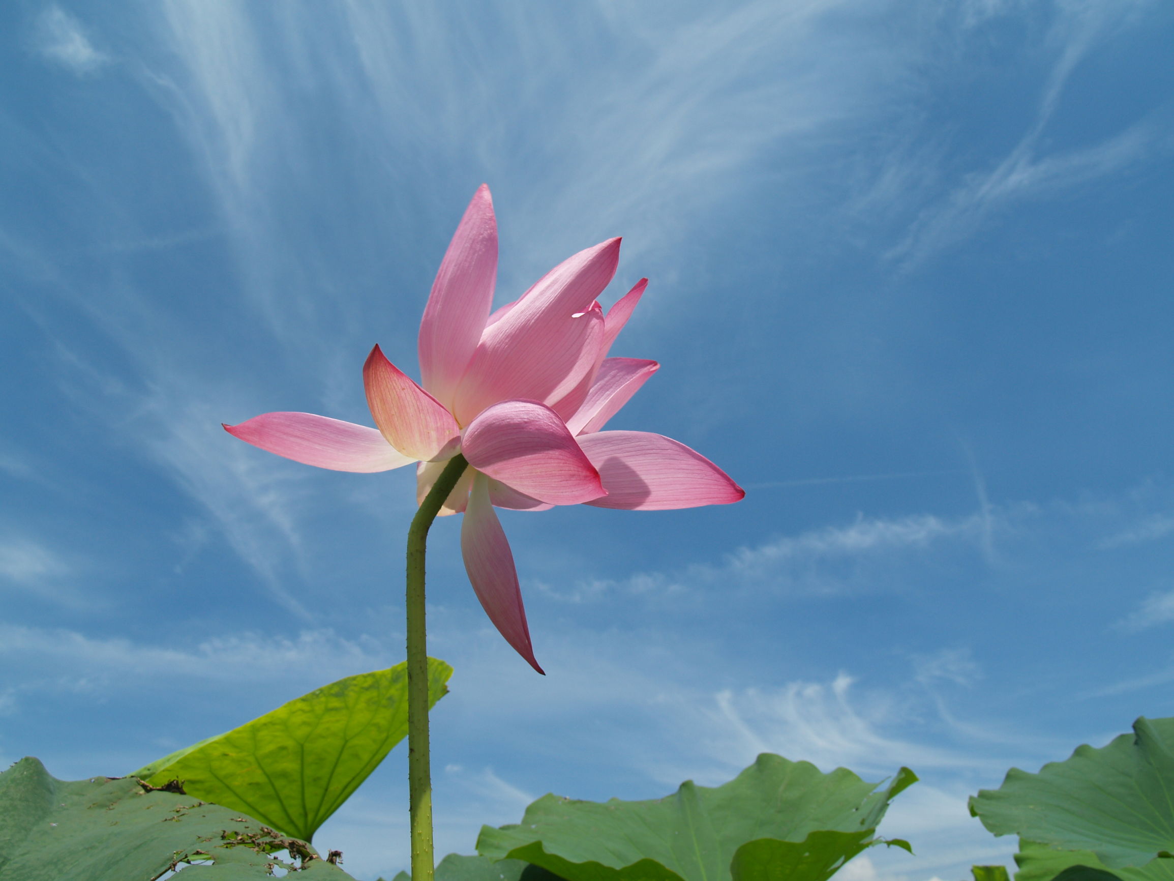 道德经妙解导读与分享,道德经解读大全经典版