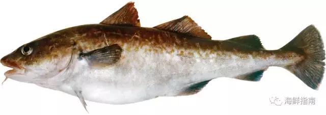 鳕鱼科普小知识,鳕鱼cod科普