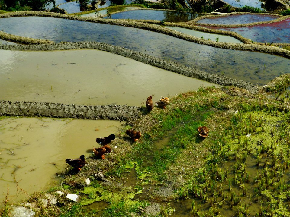 哈尼梯田最佳旅游攻略,风景这边独好独龙江