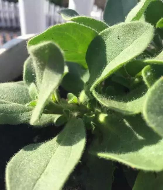 她把这些花养成了花球，竟然靠的是小小剪刀一把？