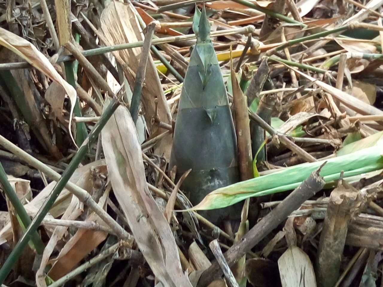 最简单又方便的肉炒竹笋,素炒小竹笋最好吃的方法