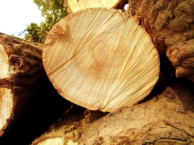 如何防止木材腐烂,怎么防止木头变形