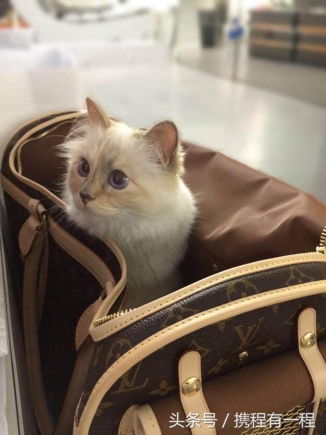 王思聪可以带狗上飞机吗 (王思聪飞机可以带狗吗)