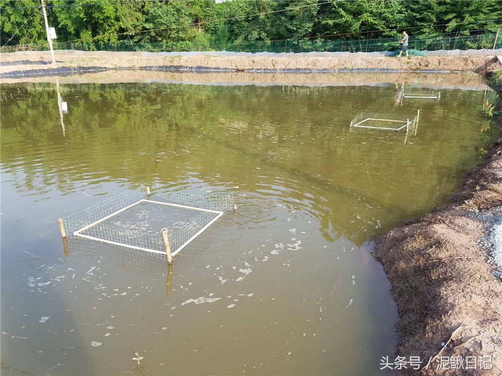 农村池塘养殖鲫鱼前景如何,泥鳅跟鲫鱼混养