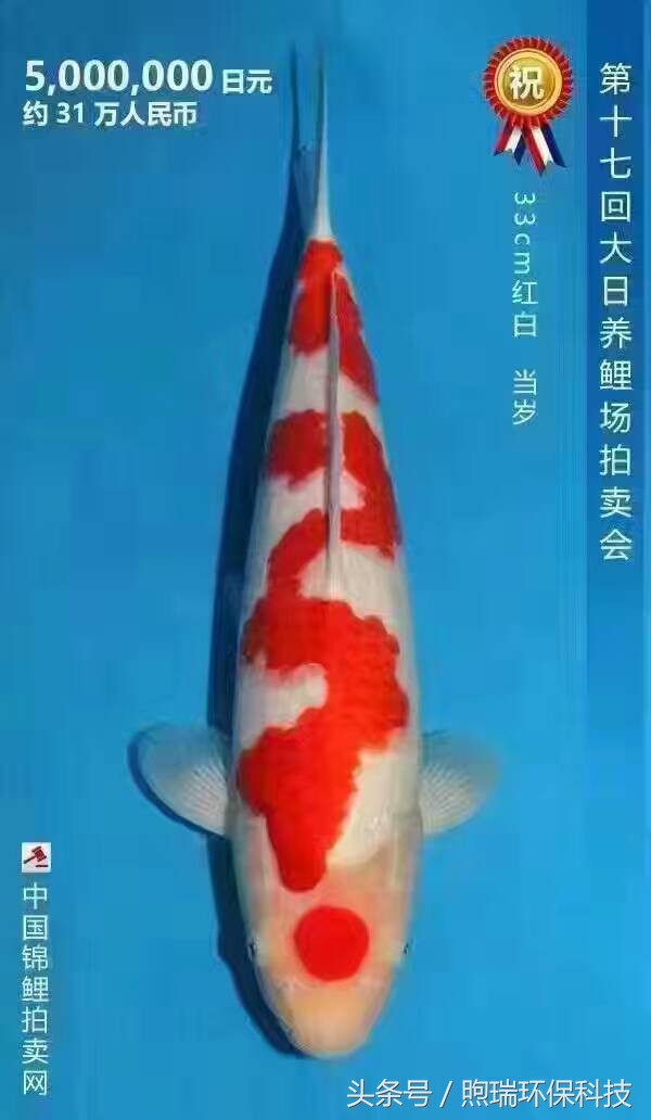 会升值的冷水风水鱼,排名第一的风水鱼