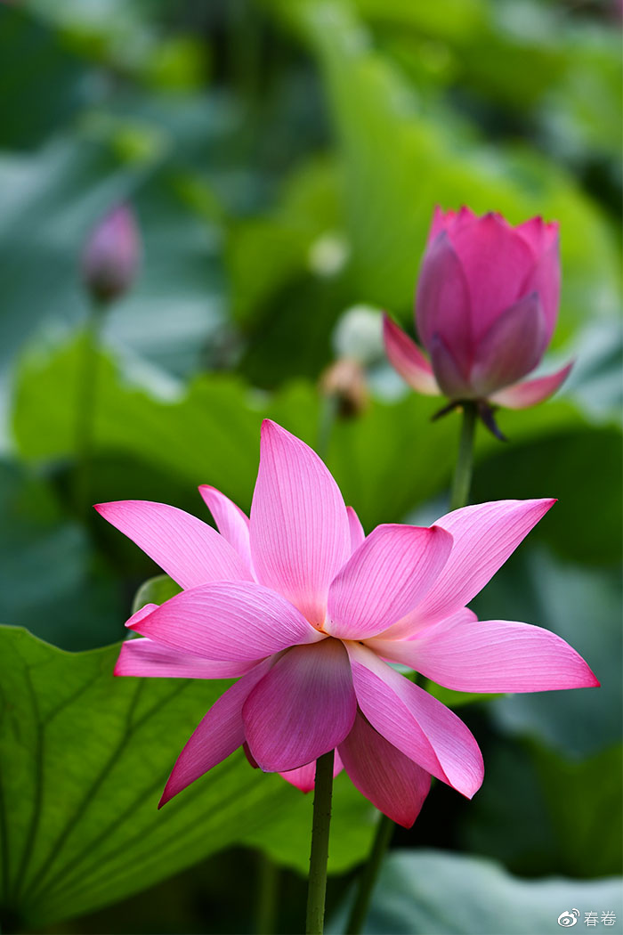 尼康和腾龙合作的镜头,尼康腾龙长变焦镜头比较